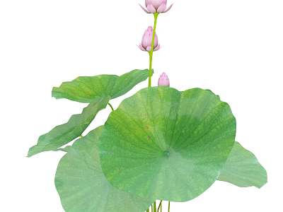 Pink Lotus Flowers With Pink Buds And Large Green Leaves In Bloom 3d model