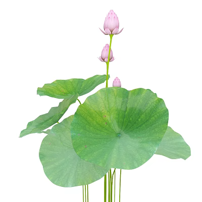 Pink Lotus Flowers With Pink Buds And Large Green Leaves In Bloom 3d model