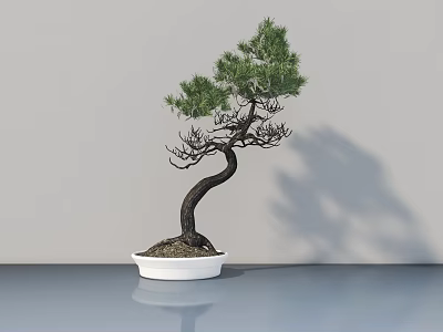 Bonsai Tree With Curved Trunk And Green Foliage In White Pot On Smooth Surface 3d model