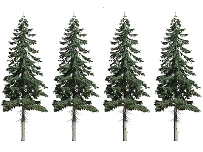 Four Tall Pine Trees with Straight Trunks and Dense Green Foliage in Natural Outdoor Setting 3d model