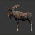 Detailed Brown Moose Sculpture With Large Antlers Standing On Dark Surface