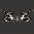 Black And White Spotted Butterfly With Red Accents Open Wings On Dark Background