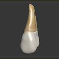 Anatomical Human Tooth Structure Featuring White Base And Yellow Ceramic Crown Part 3d model