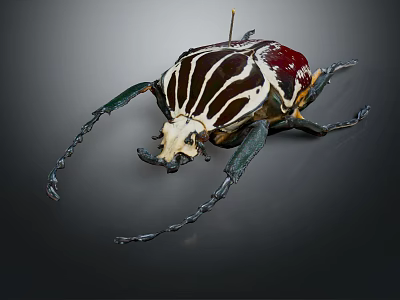 Horned Striped Flying Beetle With Colorful Metallic Exoskeleton And Long Antennae 3d model