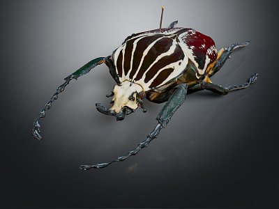 Modern scarab beetle 3d model