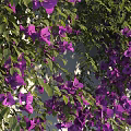 Lush Purple Vines Climbing White Wall With Abundant Purple Flowers And Shadows