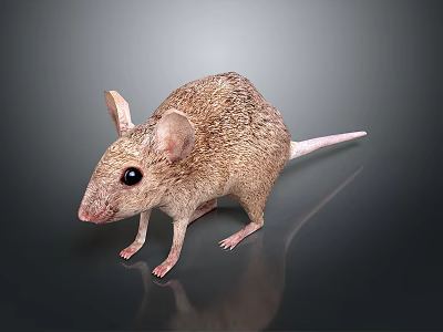 Detailed Realistic Mouse With Brown Fur Large Ears And Black Eyes Standing On Shiny Surface 3d model