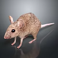 Detailed Realistic Mouse With Brown Fur Large Ears And Black Eyes Standing On Shiny Surface