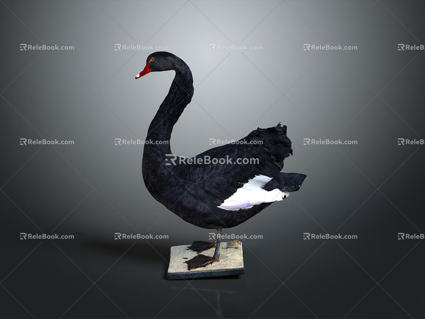 Swan bird black swan bird bird bird wild animal game animal cartoon character 3d model