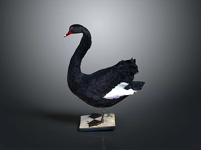 Decorative Black Swan Figurine with White Feather Accents on Square Base for Home Decor 3d model