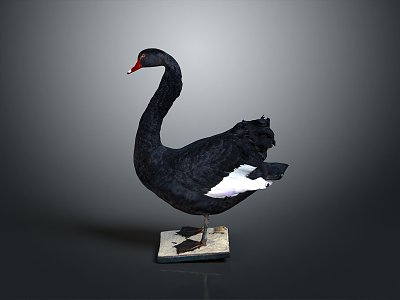 Swan bird black swan bird wild animal game animal cartoon character 3d model