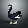 Swan bird black swan bird bird bird wild animal game animal cartoon character 3d model