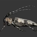 Longhorn Beetle With Long Antennae And Spotted Body On Dark Background