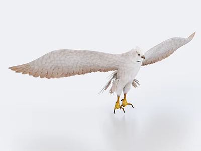 White Eagle With Spread Wings And Yellow Talons On White Background 3d model
