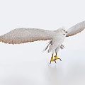 White Eagle With Spread Wings And Yellow Talons On White Background 3d model