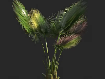 Tropical Arbor With Green Yellow And Purple Palm Leaves In Dark Background 3d model