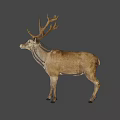 Brown Deer With Large Antlers Standing Against Black Background 3d model