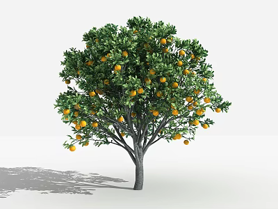 Tall Fruit Tree With Abundant Oranges And Lush Green Leaves In Garden 3d model