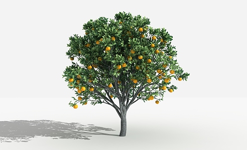 Orange Tree Modern Tree 3d model