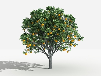 Orange Tree Modern Tree 3d model