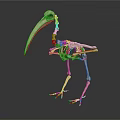 Detailed Medical Device Bird Skeleton Anatomical Model as Veterinary Educational Tool 3d model