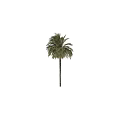 Outdoor Tree Planter Design With Tall Palm Trees And Green Foliage