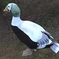 Modern Pattern Eder Duck Animal Creatures 3d model