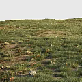 Natural Green Grass Area With Brown Fallen Leaves And Scattered Stones
