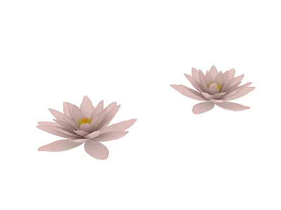 Two Beautiful Pink Lotus Flowers Blooming Delicately On White Background 3d model