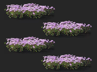 Purple Flower Clusters With Low Growing Green Leaves And Blooming Petals 3d model