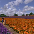 Scenic Flower Field With Orange And Purple Blooms Under Blue Sky White Clouds