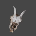 Ancient Dinosaur Skull Fossil With Large Horns And Sharp Teeth Structure
