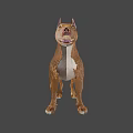 Brown Dog With White Chest Standing Alertly On Dark Background