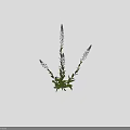 Purple Flowering Plant with Slender Stems Green Leaves and 75 cm Height