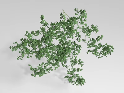 Lush Green Vines With Fresh Leaves And Natural Decorative Growth Pattern 3d model
