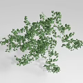 Lush Green Vines With Fresh Leaves And Natural Decorative Growth Pattern