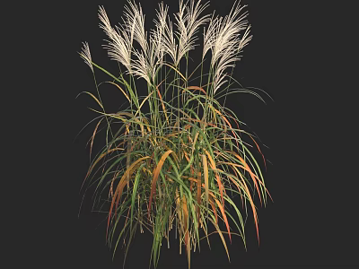 Clumping Herbaceous Plant with Green and Orange Gradient Leaves and White Feathery Plumes 3d model