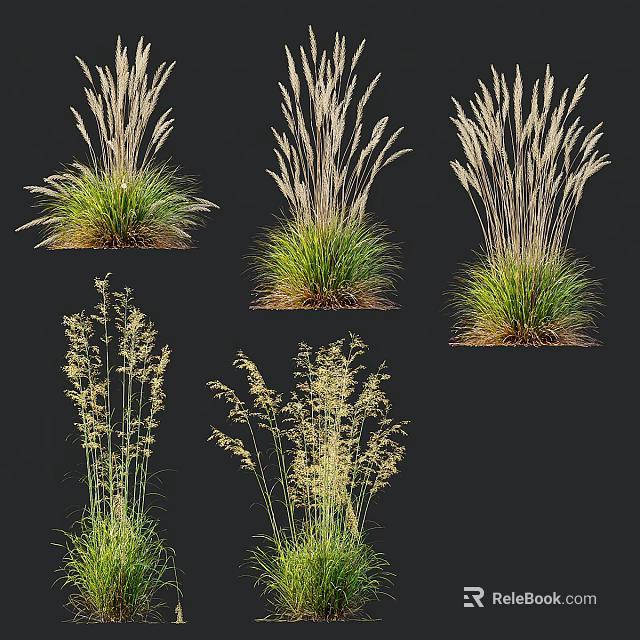 Ornamental Grasses With Feathery Plumes And Green Foliage For Garden Decor 3d model 