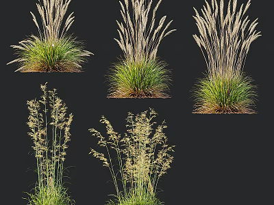 Ornamental Grasses With Feathery Plumes And Green Foliage For Garden Decor 3d model
