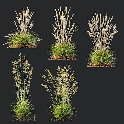 Ornamental Grasses With Feathery Plumes And Green Foliage For Garden Decor 3d model