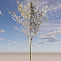Olive Tree With Slender Branches And Lush Green Leaves For Decoration