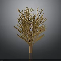 Minimalist Decorative Wooden Tree With Delicate Branches On Dark Background