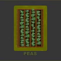 Fresh Peas Growing in Small Garden Bed With Orange Fence And Green Plants