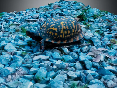 Turtle With Colorful Shell Crawling On Blue Stones In Natural Scene 3d model