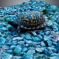 Turtle With Colorful Shell Crawling On Blue Stones In Natural Scene