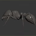 Detailed Metallic Ant Model With Shiny Texture On Black Background