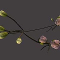 Delicate Pink Blossoms With Green Buds On Branch Against Gray Background