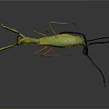 Green Praying Mantis With Long Legs And Curved Tail On Dark Background