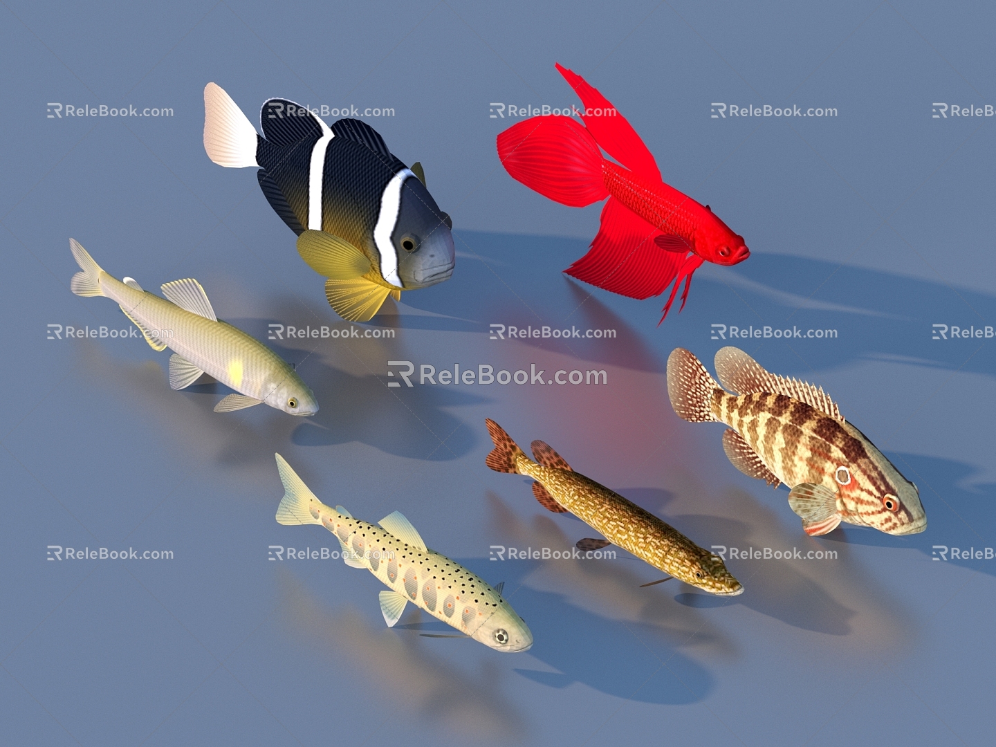 goldfish ornamental fish pet fish koi carp 3d model