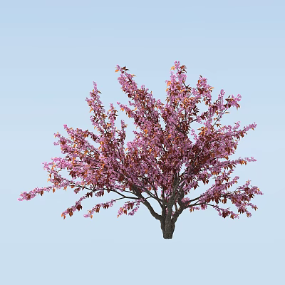 Modern Cherry Tree Landscape Tree 3d model Modern Cherry Tree Landscape Tree 3d model